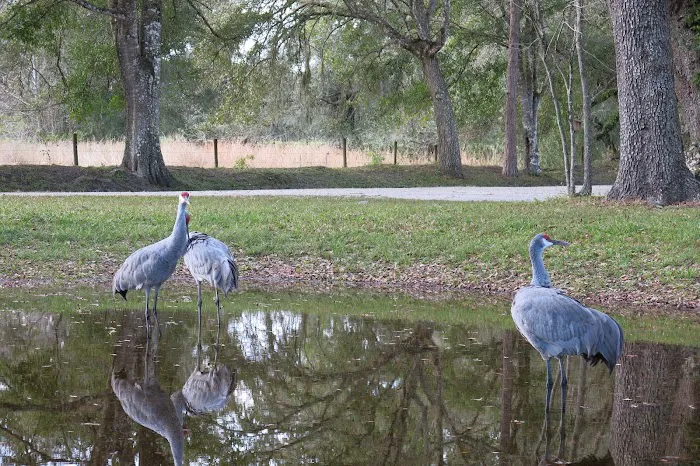 Sumter Oaks - Escapees RV Parks 7