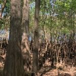 Silver Lake Campground