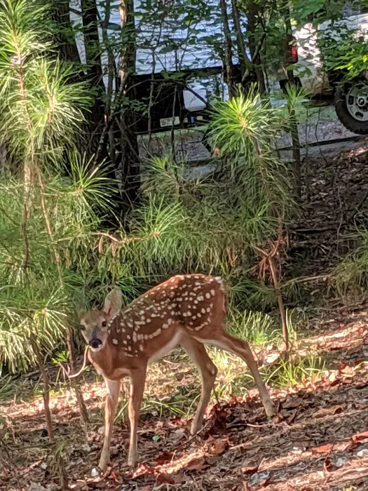 Wesley Oaks RV park 4