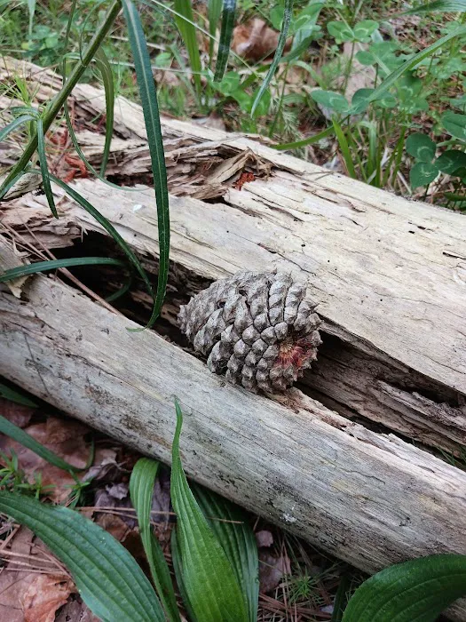 Fell Hunt Campground 8