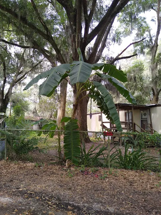 Azalea Mobile Home Plaza 6