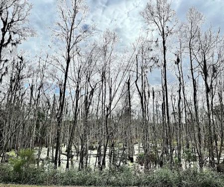 Creek fire