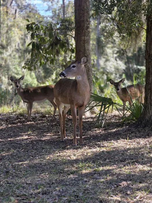Fort McAllister Campground 1