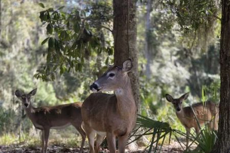 Fort McAllister Campground