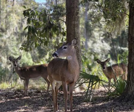 Fort McAllister Campground