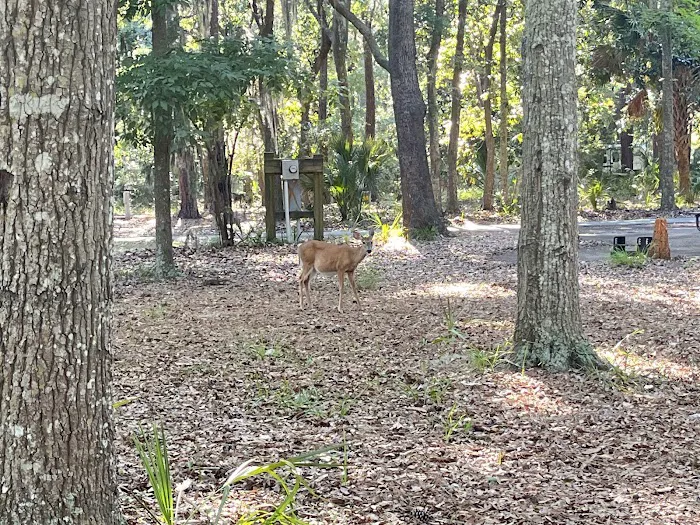Fort McAllister Campground 7