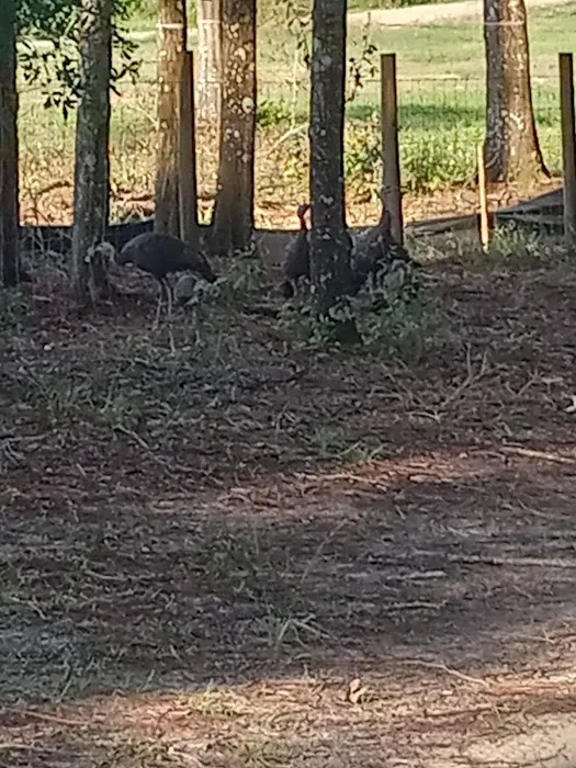 Ridge Manor Campground 10