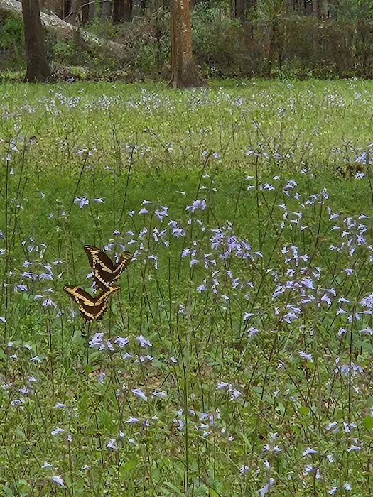 Honey Bee Ranch 2