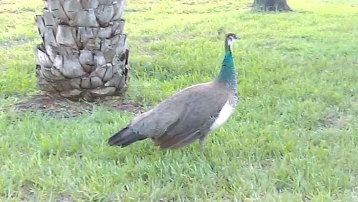 Windward Village Community 4