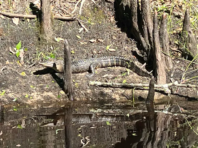 Withlacoochee River RV Park 8