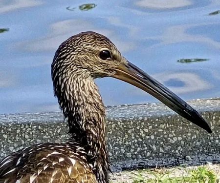 HIGHBANKS CAMPGROUND