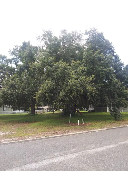 Meadows of Astatula 2