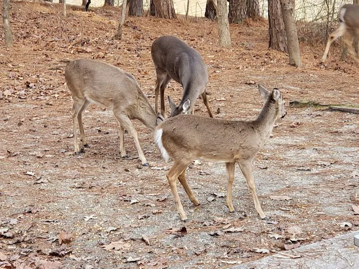 Shoal Creek Campground 10