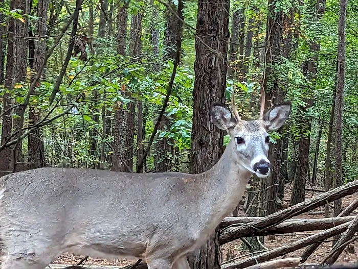 Shady Grove Campground 5