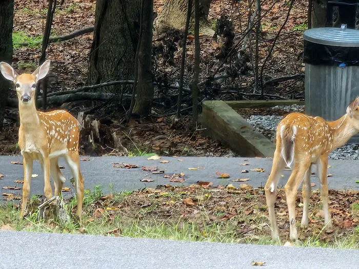 Shady Grove RV Park 1