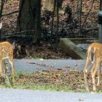 Shady Grove RV Park