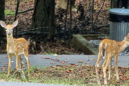 Shady Grove RV Park