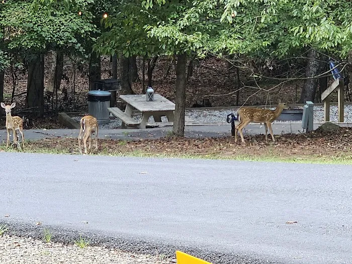 Shady Grove RV Park 6
