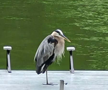 Lake Forrest County Club