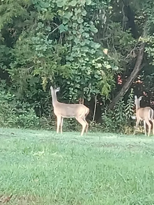 Lakeview mhp/rv park 5
