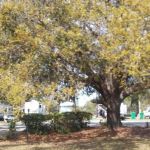 Driftwood RV Park