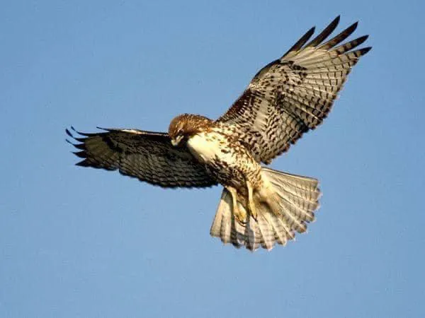 Hawks RV Park 7