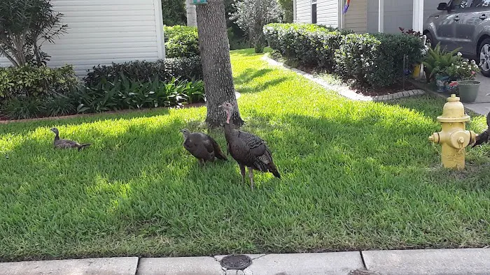 Aberdeen At Ormond Beach 55+ Lifestyle Community 9