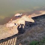 Country Aire Estates