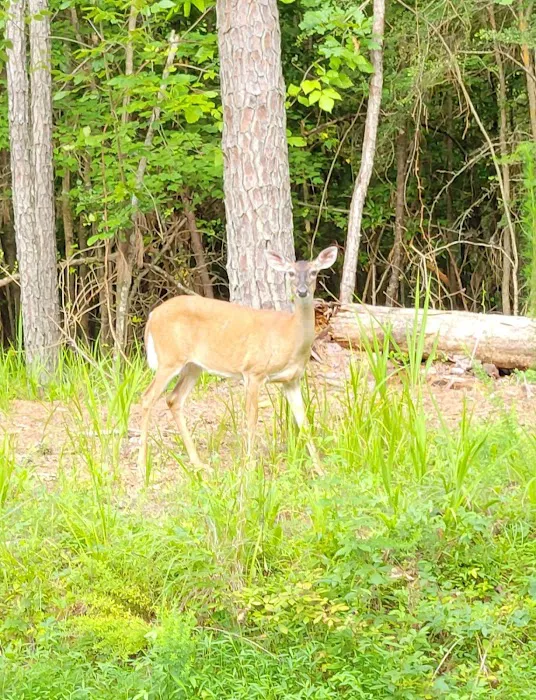 McKinney Campground 6