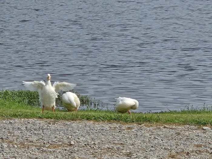 Safe Harbor RV Park 6