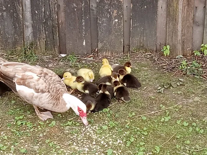 Swan Lake Mobile Home Community 7