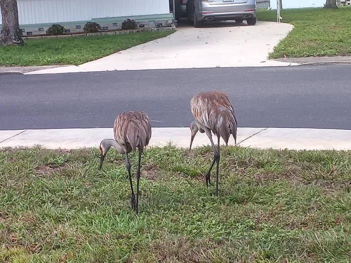 Caribbean estates mobile home park 2