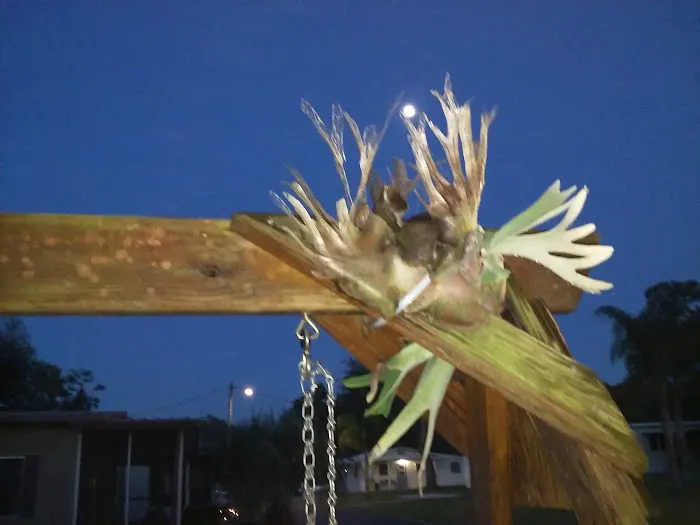 Mockingbird Mobile Home Park 1