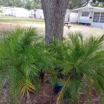 Mullet Lake Group Campground