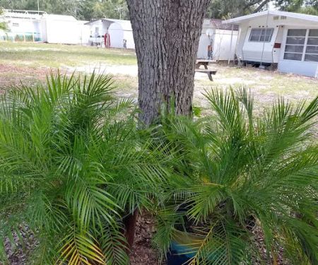 Mullet Lake Group Campground