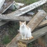 Under the Hemlock LLC