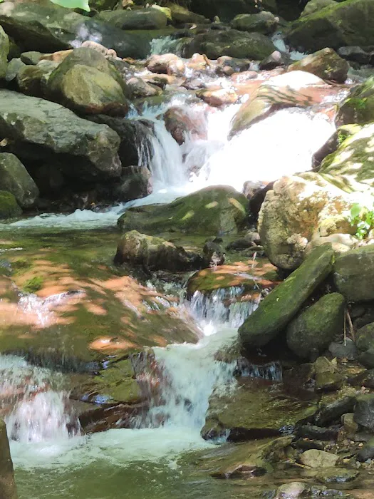 Amicalola Falls Campground 8