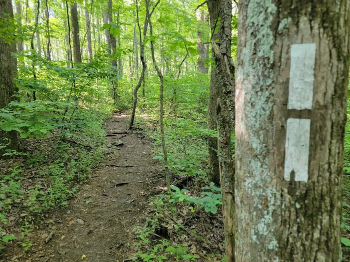 Springer Mountain Shelter 2