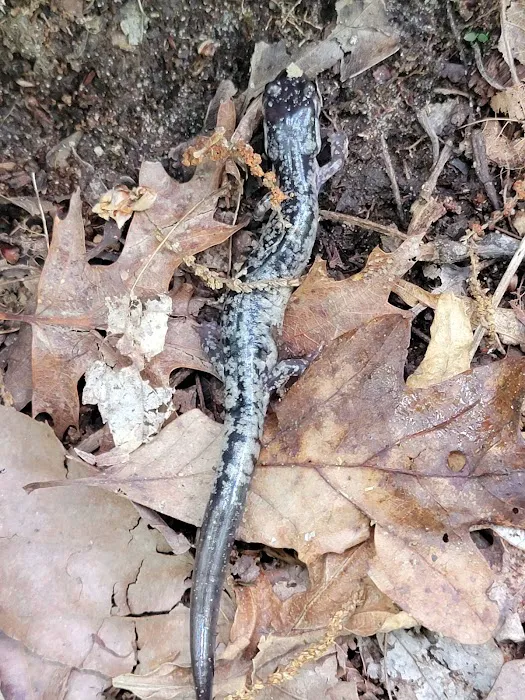 Springer Mountain Shelter 10
