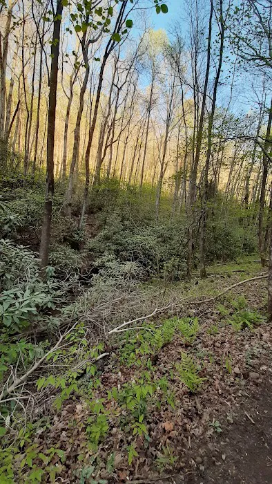 Gooch Mountain Shelter 8