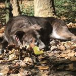 Justus Creek Campsites
