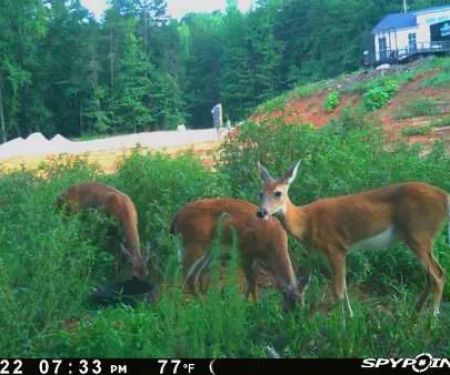 Martin Creek Rv Park