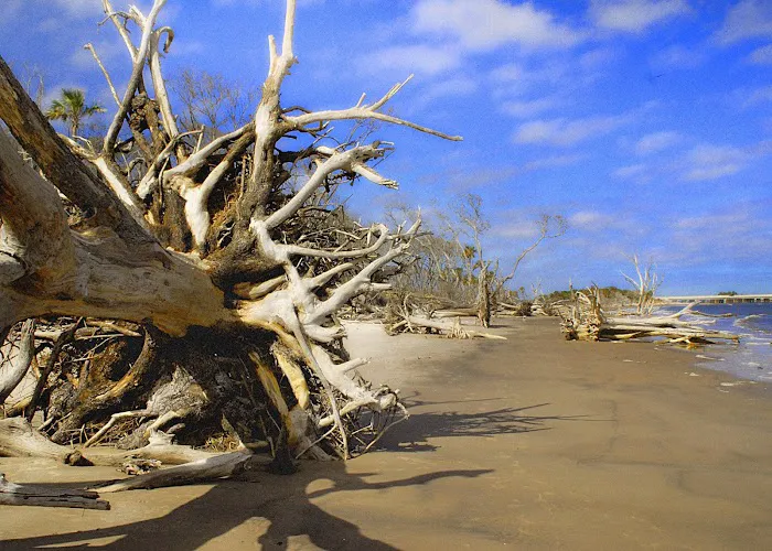 Hunting Island State Park Campground 8