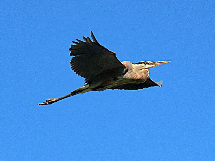 Salacoa Creek Park 9
