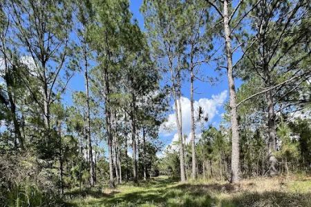 Cypress Creek Preserve