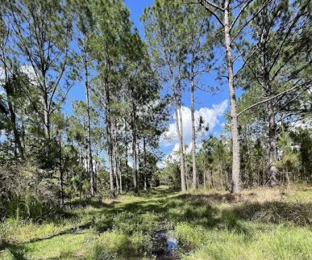 Cypress Creek Preserve