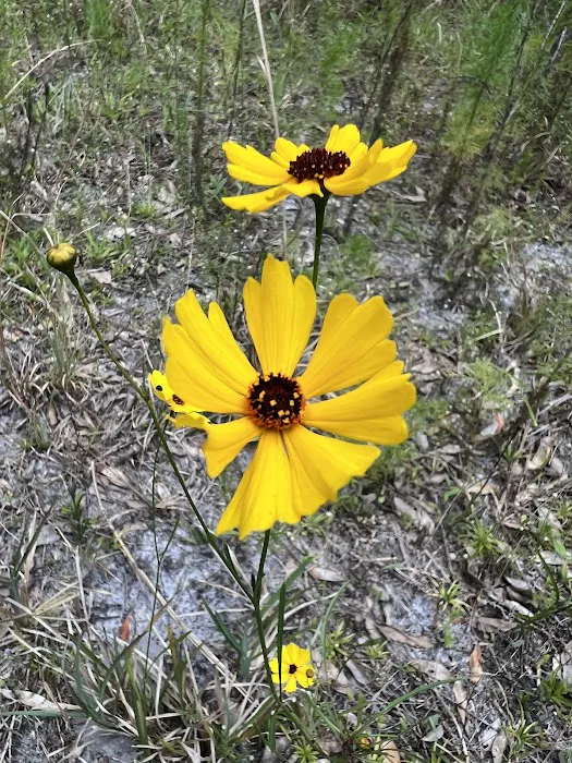 Cypress Creek Preserve 4