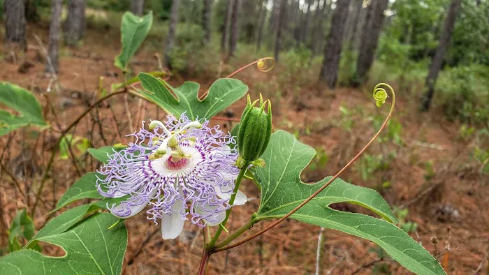 Cypress Creek Preserve 8
