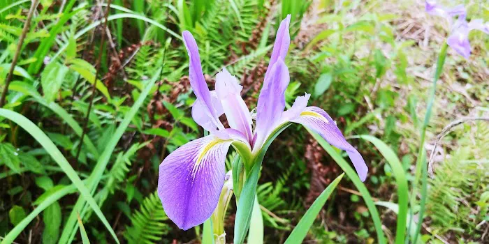 Cypress Creek Preserve 10