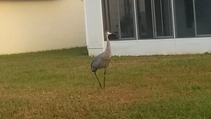 Alafaya Palms 5